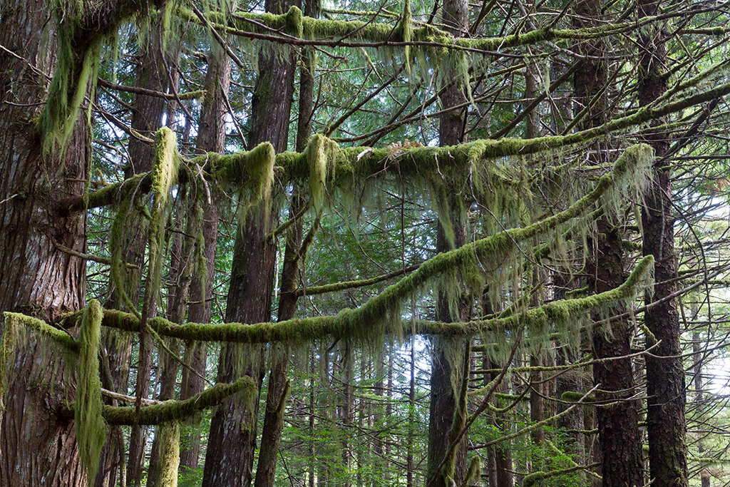 09-19 - 04.jpg - Pacific Rim National Park, Vancouver Island, BC